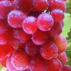 巨峰葡萄种植园区