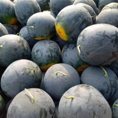 河南省扶沟县黑皮无籽西瓜大量上市中！