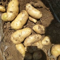 河北沽源土豆发大量上市