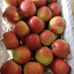 临猗县美国八号苹果现已大量上市。