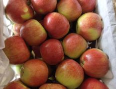临猗县美国八号苹果现已大量上市。
