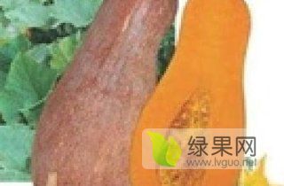 临颍金韩密本南瓜
