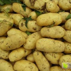 土豆大丰收，今年量美得很