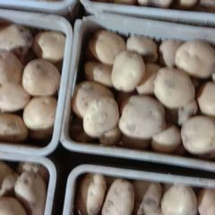 精品手选中薯5土豆