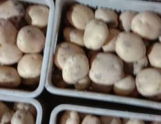 精品手选中薯5土豆