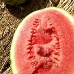 甘肃白银石头瓜大量上市，12斤起步平均20斤以上，9成熟