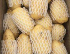 青岛精品荷兰十五土豆大量供应