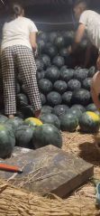 黑无籽头茬西瓜，大量上市了