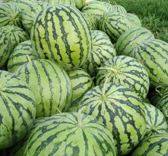 2019年河南扶沟花皮无籽价格