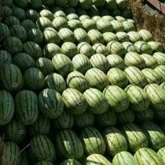 金城5号口感好、双红瓤、个头均匀