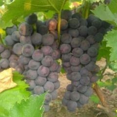 来吧！宝贝老板（长期合作）