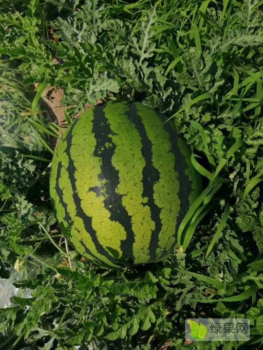 2019年吉林洮南京欣价格