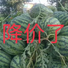 东明西瓜黑金刚上市了 口感好 个头大皮薄