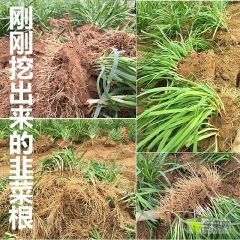 韭菜根四季适宜阳台盆栽露地栽种