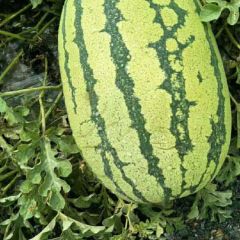 甘肃省白银市靖远县西瓜代办