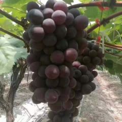 葡萄丰收，量大价格从优