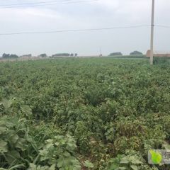 尤金，二两起，大量直销