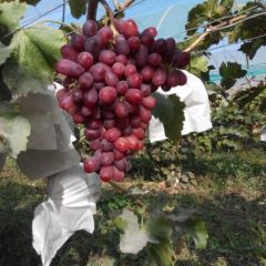 优质种植！追求高品质！创新新领域！