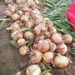 甘肃黄葱陆续上市货源最近紧缺