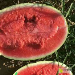 陕西榆林定边县白泥井辣椒己大量上市