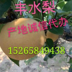 2019新品丰水梨上市✔可对接电商✔一件代发