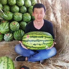 甘肃省会宁县扎子塬王川西瓜金华1号上市了要的联系