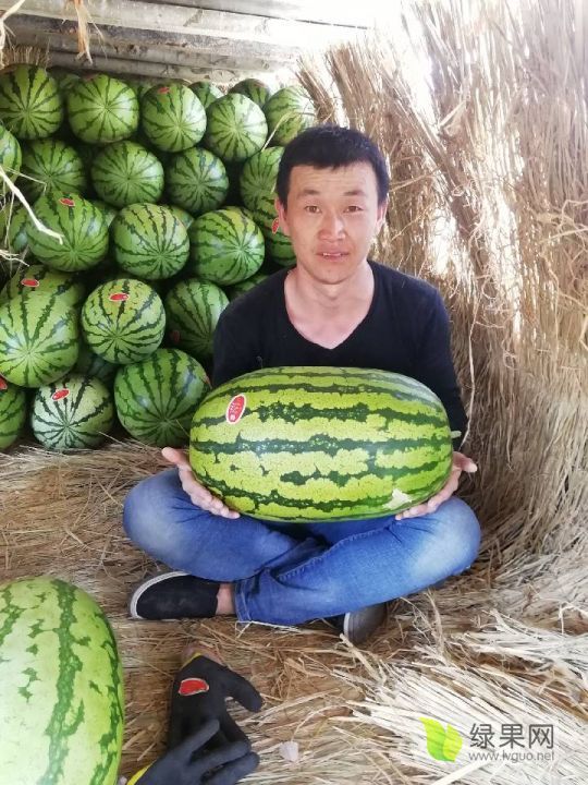 金华1号价格