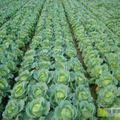 河北省张家口市蔚县甘蓝 中甘开始上市