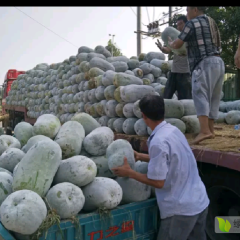 海南冬瓜 15斤以上