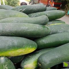 冬瓜 子弹头冬瓜 联系电话15237790725