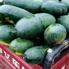 黑将军冬瓜 落地冬瓜 有需要的老板联系15237790725