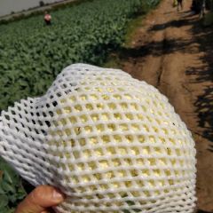 产地直销万亩有机菜花，西兰花。