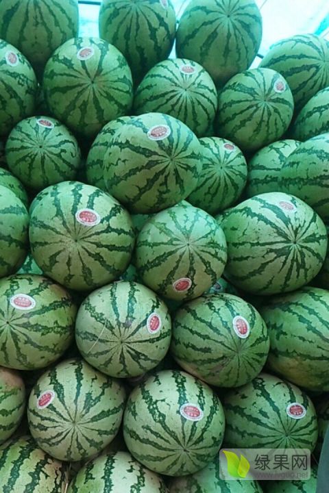 金花一号价格