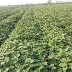 需要龙署九号红薯的老板，欢迎来看货