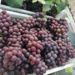 巨峰葡萄上市初期，大量有货