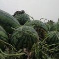 西瓜之乡山东东明-京欣龙卷风早佳8424庆红宝