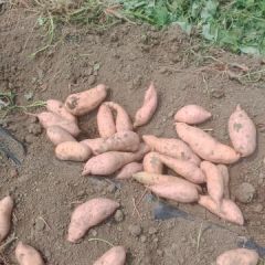 山东省济宁市汶上县红薯常期大量供货