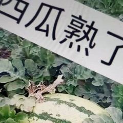 自产硒沙西瓜，无代办九成熟