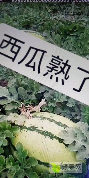 金花一号价格