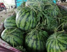 安徽省亳州市有大量西瓜上市，品种多样，价格实惠。