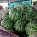 安徽亳州有大量西瓜上市，便宜实惠，品种多样