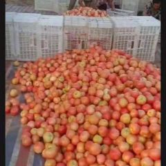 山东聊城沙镇大量西红柿上市