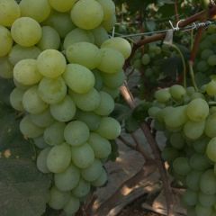 维多利亚便宜处理