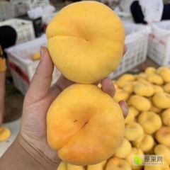 黄金蟠桃成熟上市