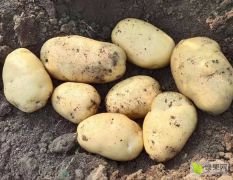 吉林公主岭荷兰七号土豆著名品种