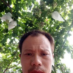 青提葡萄新鲜上市