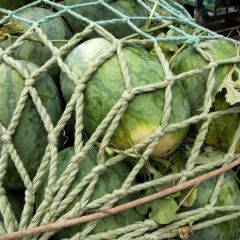 开封市尉氏县永兴镇西瓜大量上市