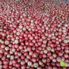 聊城万亩大棚西红柿了