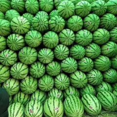 陕西定边大大的漂亮西瓜