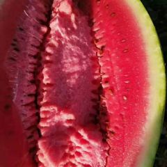 爱定边金城五号 八斤打底